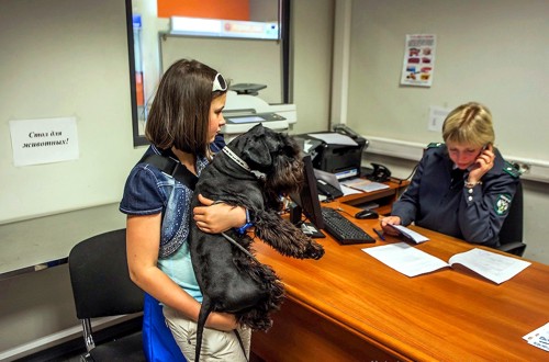 осмотр пса в аэропорту